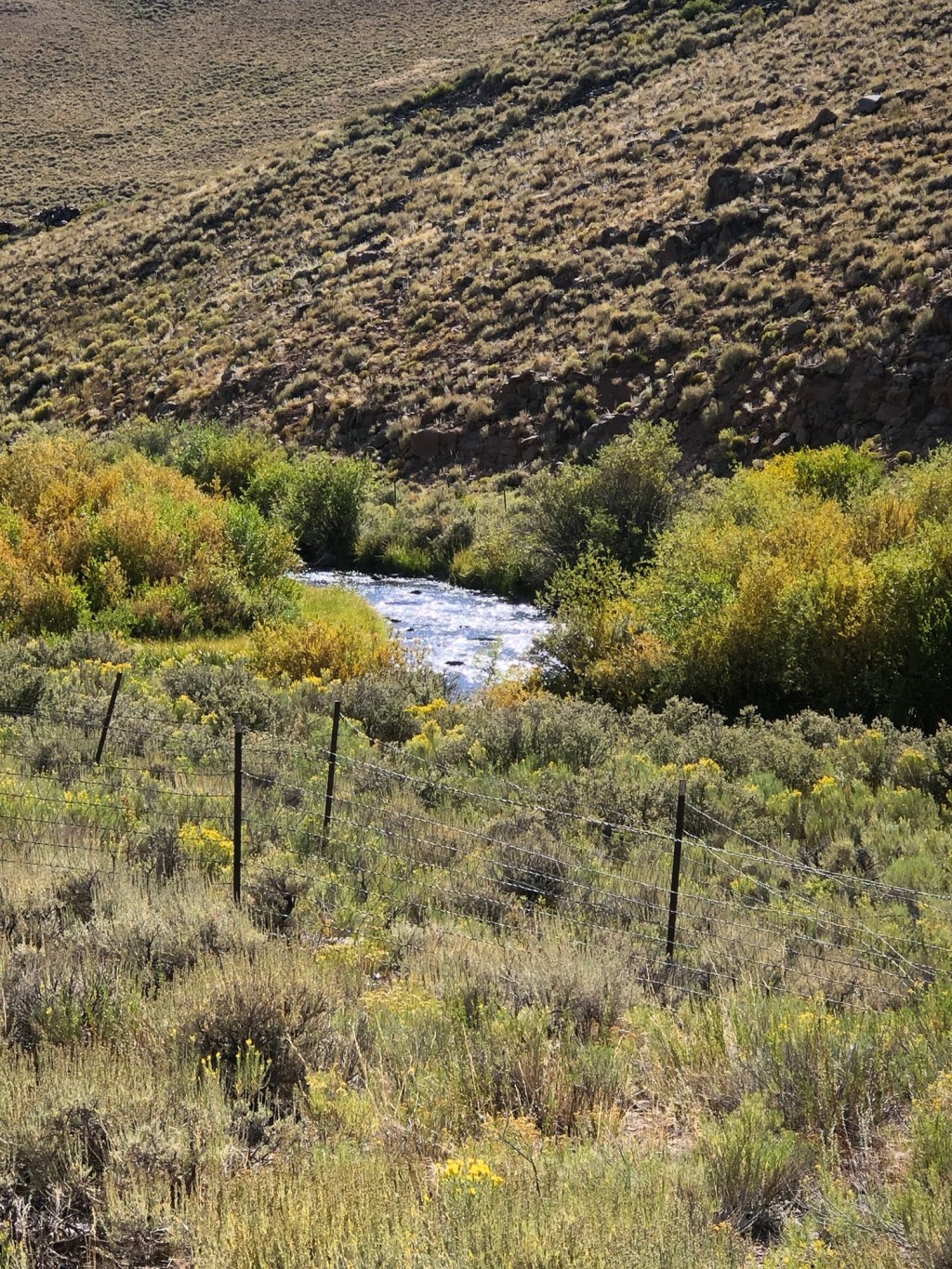 a hillside and green grassy area with a sparkling creek among green and yellow shrubs