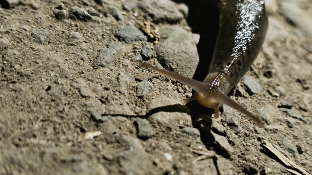 a slug, up close, with antennae stretched out