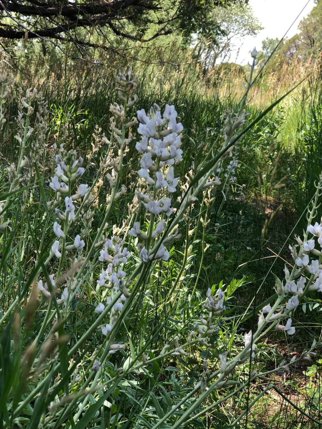 white flowers amidst tall grass
