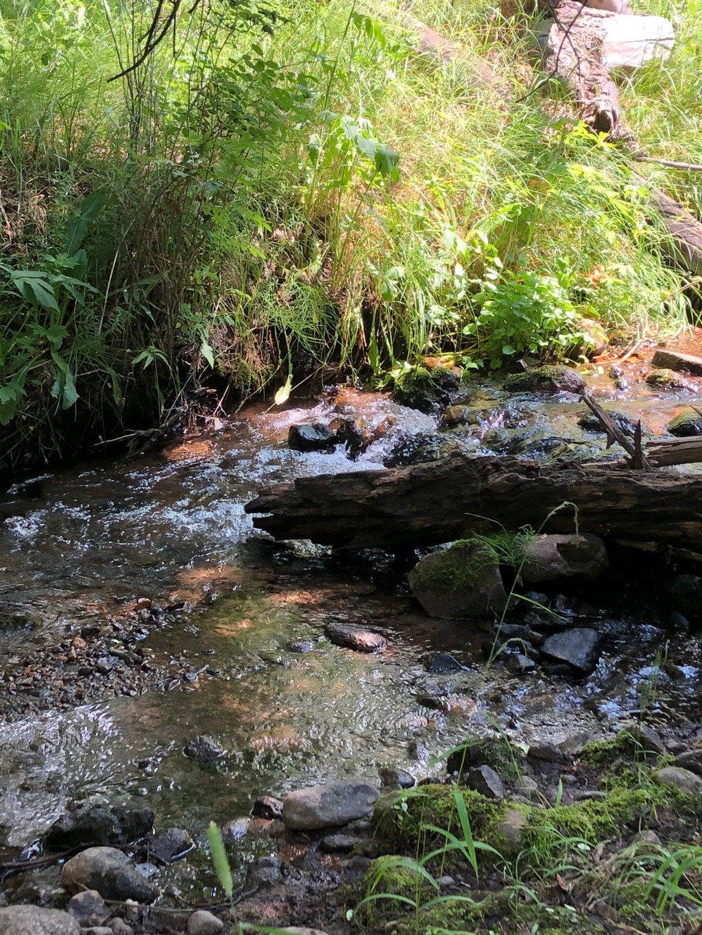 a view of a rocky creek surrounded by green trees on either side. The image is decorative.