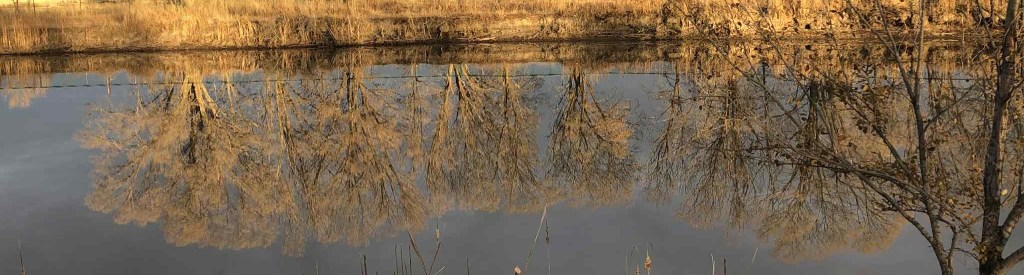 trees reflecting in water