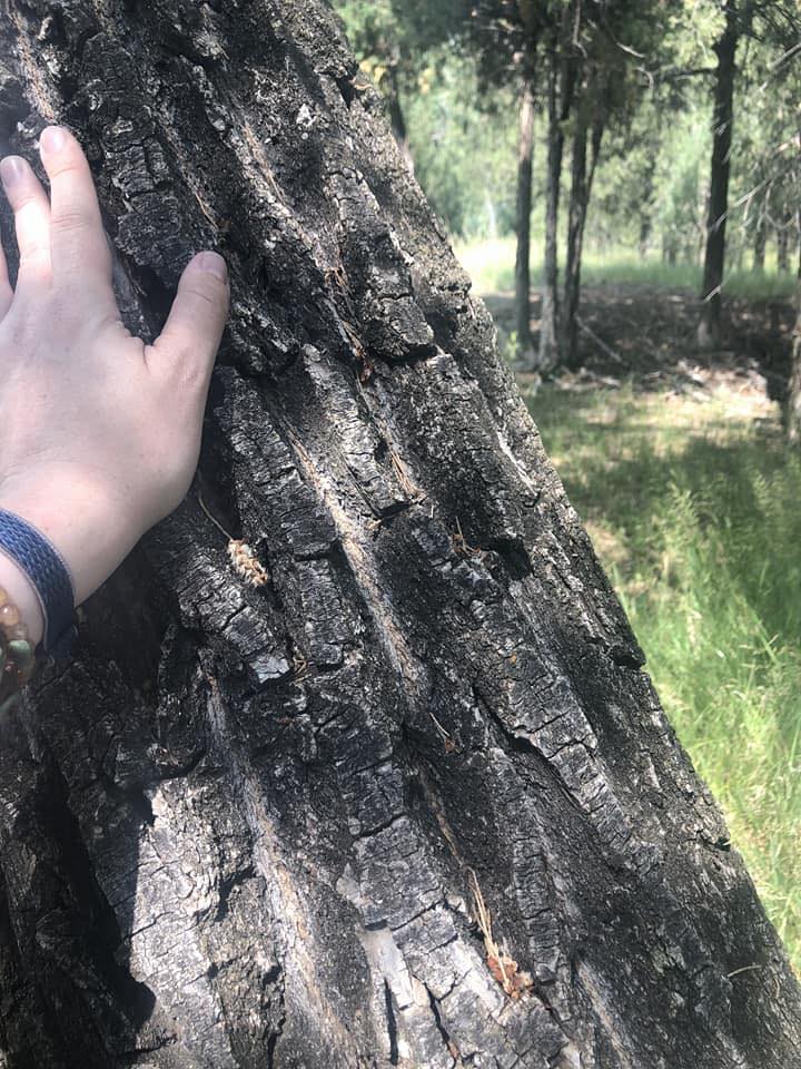 a tree trunk with a hand resting on it.